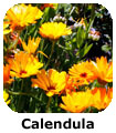 Calendula